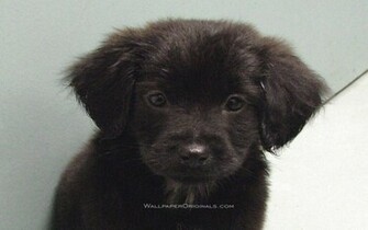 Black Lab Dogs Wallpaper