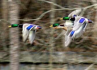 Drake Waterfowl Wallpaper Best Auto Res