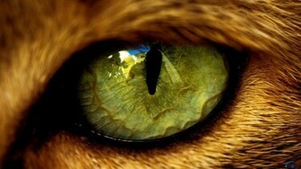 Cool Wolf Pics Alpha And Omega Wallpaper