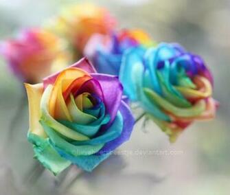 Rainbow Roses Wallpaper