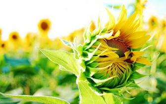 Artistic Sunflower Bud Wallpaper Wallpaper55 Best