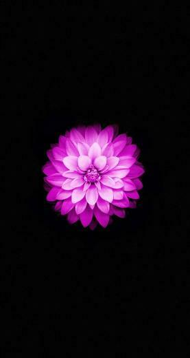 Apple iPhone Lotus Wallpaper My