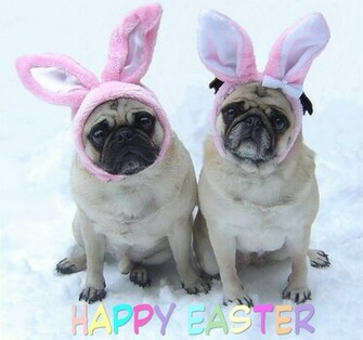 Cute Pug Easter Bunny Rabbits Photo