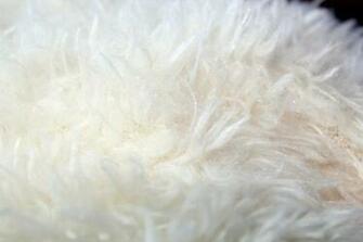 White Fur Background Stock Photo Public Domain Pictures