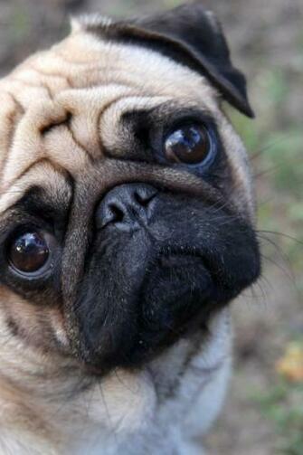 Cute Pug iPhone Wallpaper