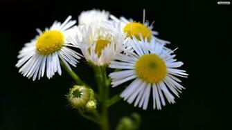 Wallpaper White Daisies