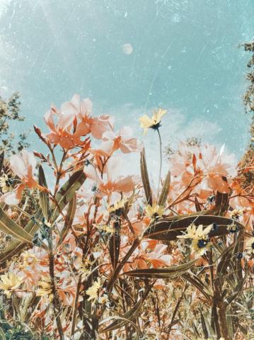 Melanie Lane Siobh N O Dwyer Art Aesthetic iPhone Wallpaper