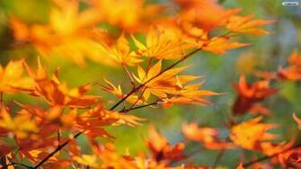 Autumn Leaves Wallpaper