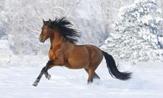 Horse Wallpaper
