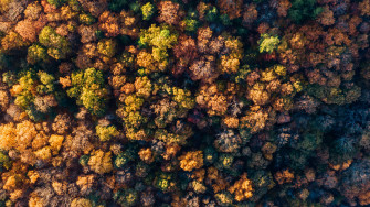Forest Wallpaper