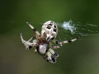 Wallpaper Image Picture Photo Sketch Illustration Spider