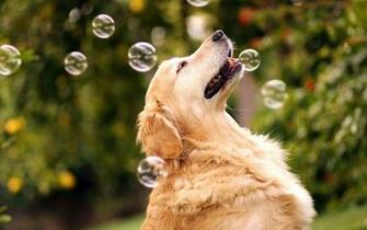Dogs Background