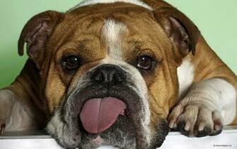 Animal Wallpaper Cute Animals