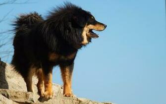 Tibetan Mastiff Wallpaper HD