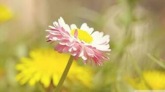 Late Summer Flowers Wallpaper Ing Gallery