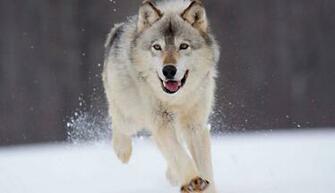 Wallpaper Background Animal Gray Wolf