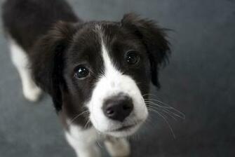 Border Collie Wallpaper HD