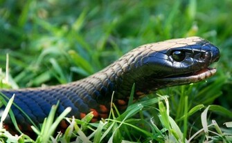 Cool Snake Wallpaper Image Thecelebritypix