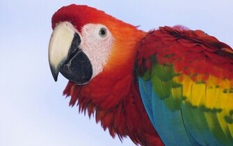 Profile Of A Scarlet Macaw Wallpaper HD