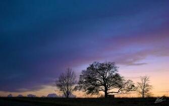 Trees Silhouette Sunset Wallpaper