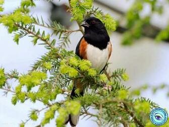 Spring Bird Picture Wallpaper In Resolution