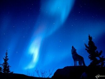 Lone Wolf Wallpaper And Pictures