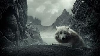 White Wolf Wallpaper