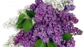 Fleurs Lilas Fonds D Cran De
