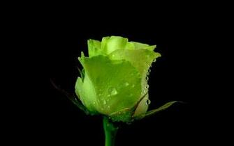 Rose Flower Green Dew Water Drops Wallpaper