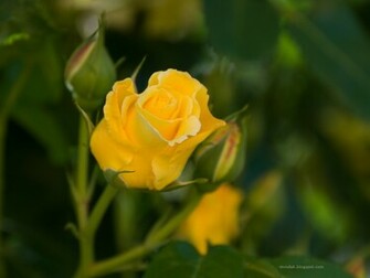 Flowers Pictures Wallpaper Red Roses