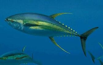 Tuna Wallpaper Animal Hq Pictures 4k