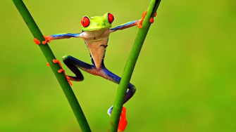 Beautiful Frog HD Wallpaper 4k Ultra