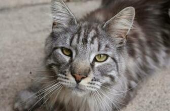 Best Maine Coon Cats Pictures With Shaggy Coat