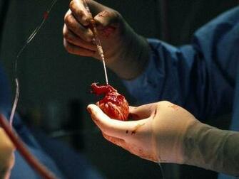 Heart Pictures Cardiovascular Photos National Geographic