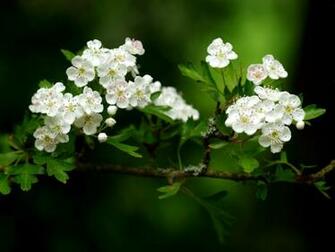 High Definition Wallpaper Widescreen Lcd Desktop