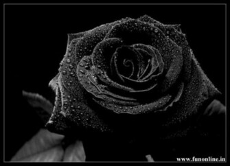 Black Rose Wallpaper Beautiful Roses HD For