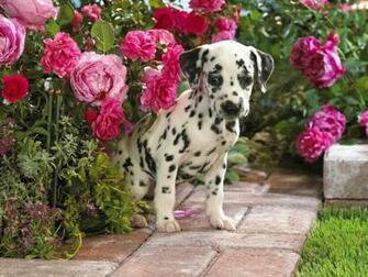 Beautiful Flower Wallpaper For You Kitten Puppy