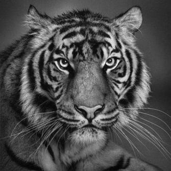 Black Tiger