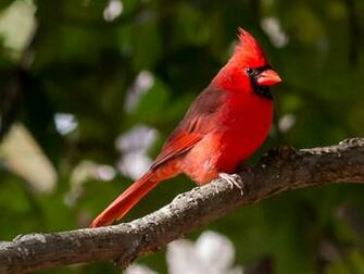 Northern Cardinal Screensaver Birds