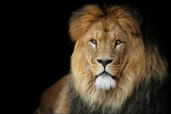 Lion Wallpaper Background Desktop
