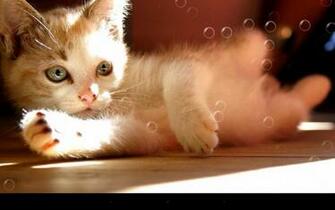 Cat Lover Do You Want To Keep One As A Pet Oh Know The Tom