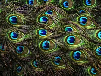Wallpaper Of Peacock Feathers HD