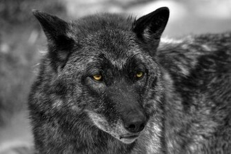 Black Wolf Wallpaper