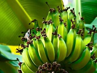Banana Tree Desktop Wallpaper