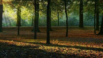Sunlight In The Woods Wallpaper