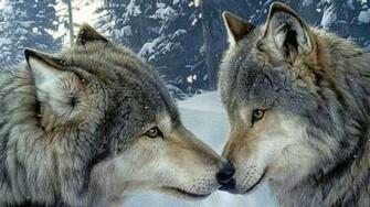Wallpaper Wildlife Desktop
