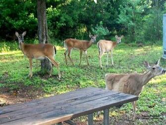 Desktop Wallpaper Deer In The Camp