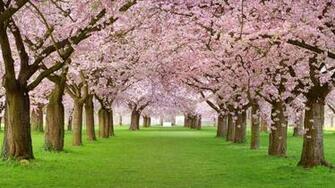 Wallpaper Trees 4k HD Blossom Park Pink Nature