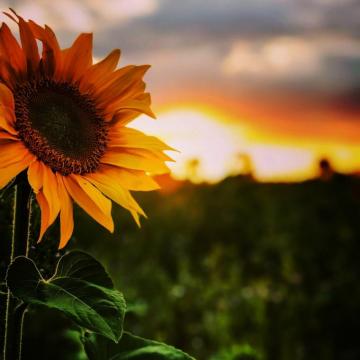 40sunflower Background Wallpaper Fotodesign Astrology