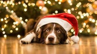 Christmas Wallpaper With Dogs On